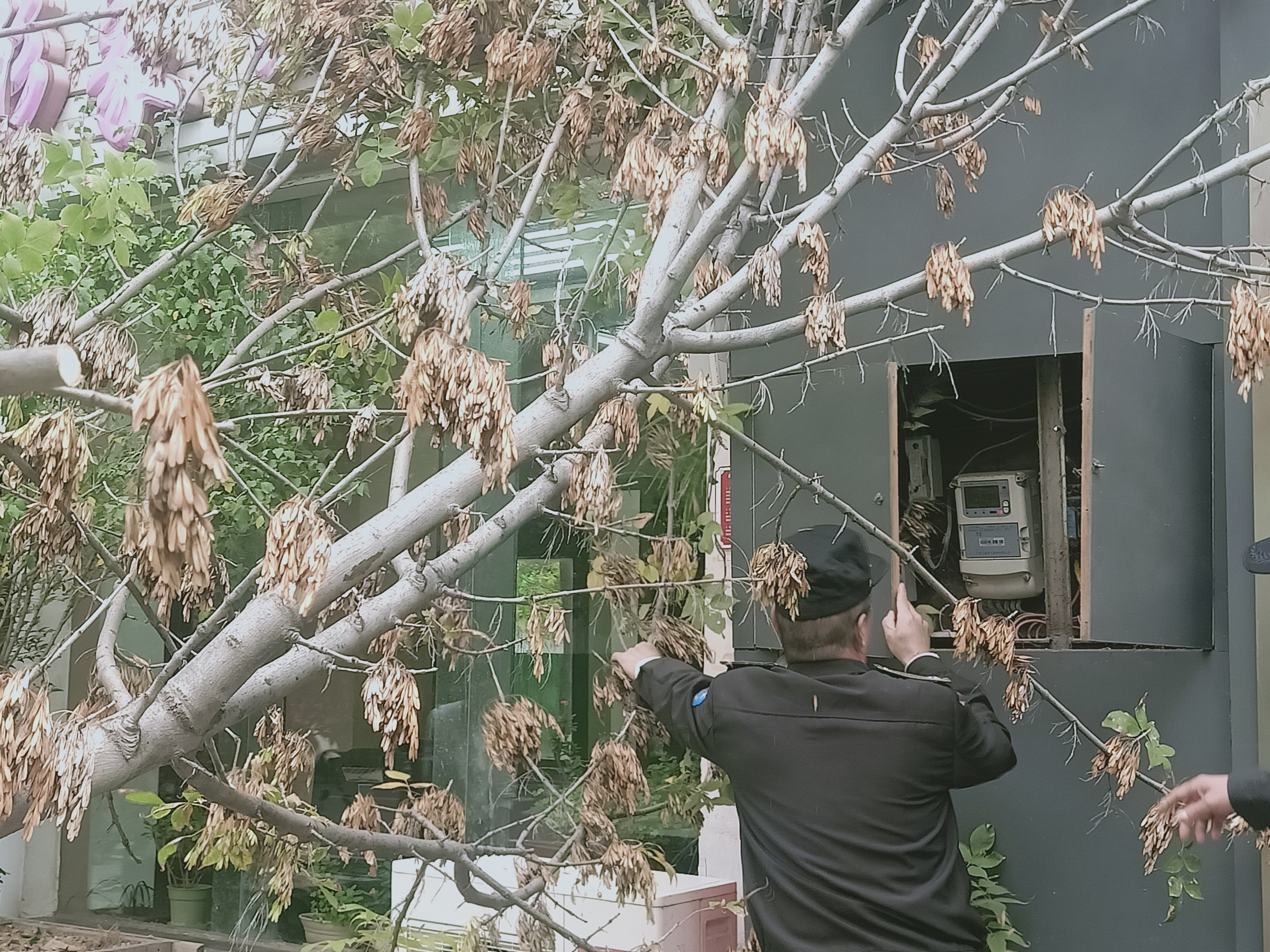 |大风中，一根直径近30厘米的枯枝被刮断变成“拦路虎”