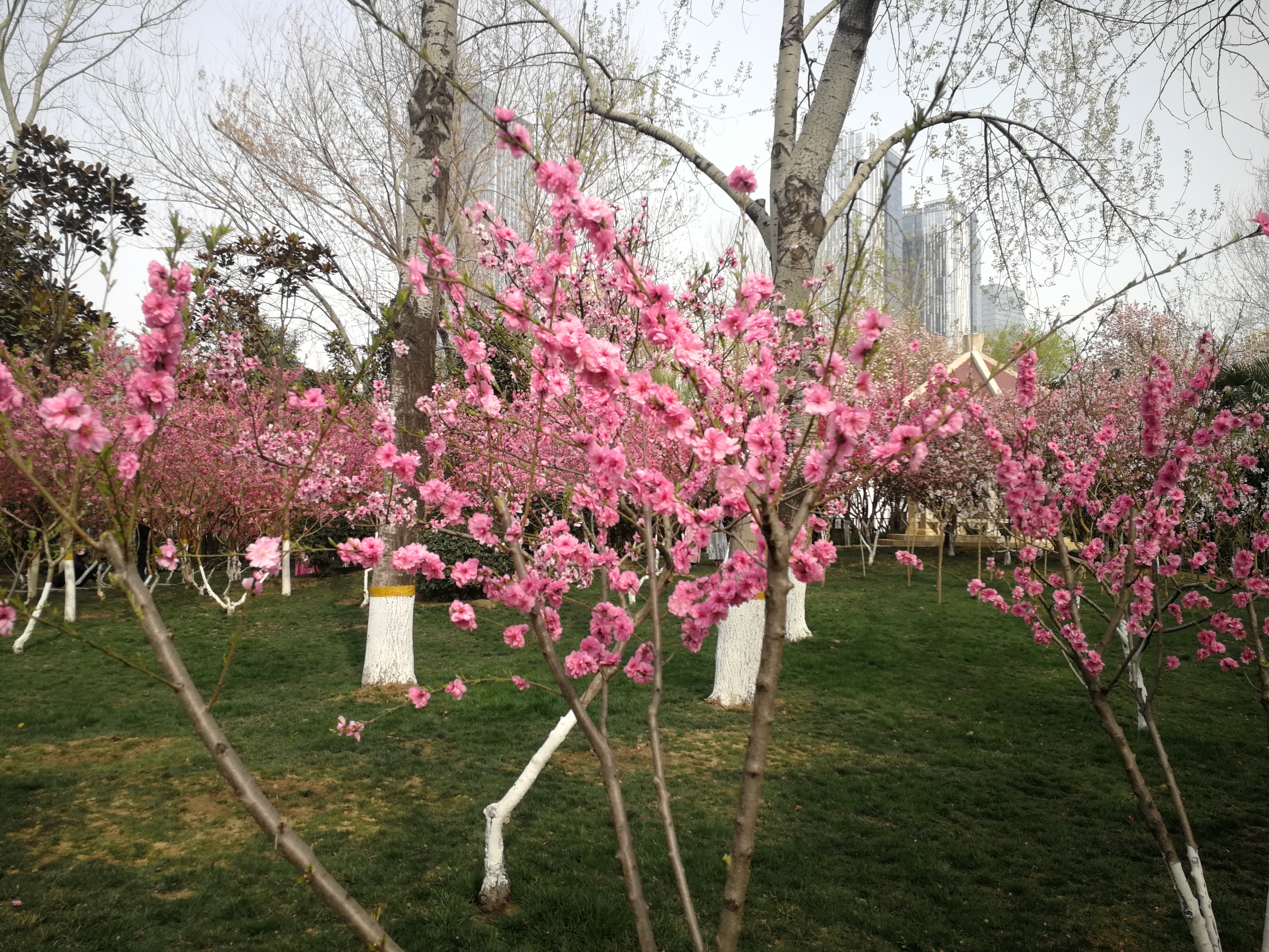 郑州动物园1600株桃花绽放游人如织