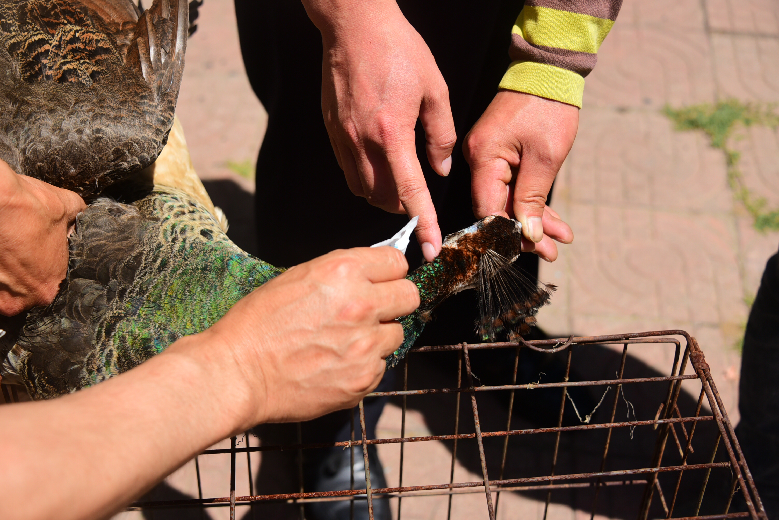 蓝孔雀飞进家属院被狗咬伤居民发现后及时解救并报警